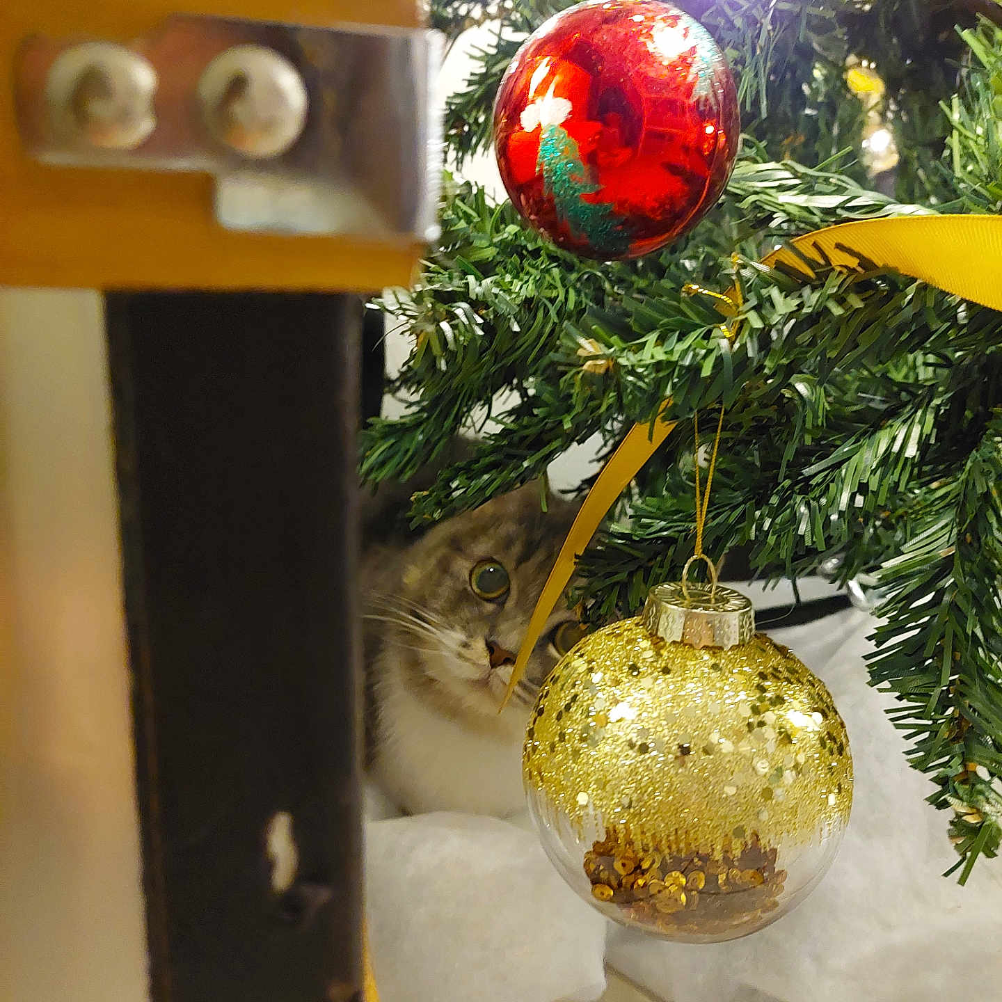 Onyx participe au concours pour gagner de l'argent avec cette photo : background, cat, celebration, christmas_ornament, christmas_tree, closeup, curious_cat, cute, decorations, feline, festive, gold_ornament, greenery, holiday, indoor, pet, red_ornament, shiny, sparkle, wooden_object