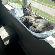 Nebula is registered to the contest to win money with this photo: cat, gray_cat, window, window_perch, sunlight, indoor, pet, feline, fluffy, relaxed, cozy, resting, animal, home, screen, daylight, stool, shadow, fur, domestic_animal