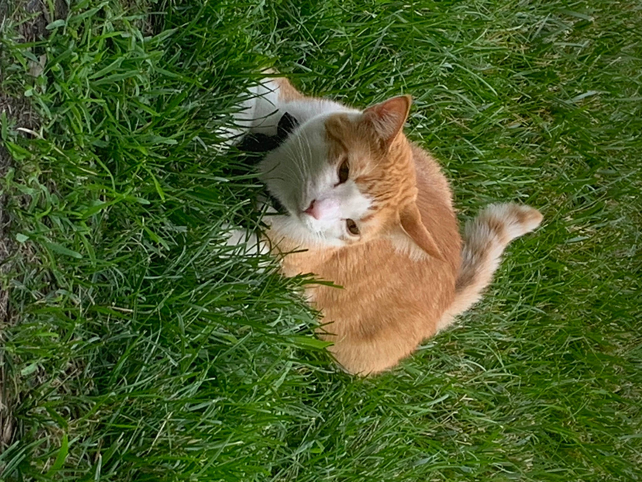 Chief joined the competition — help win amazing prizes! canidae, carnivore, cat, companion_dog, dog_breed, domestic_short_haired_cat, eye, fawn, felidae, fur, grass, lawn, plant, small_to_medium_sized_cats, snout, sporting_group, tail, terrestrial_animal, whiskers, wood