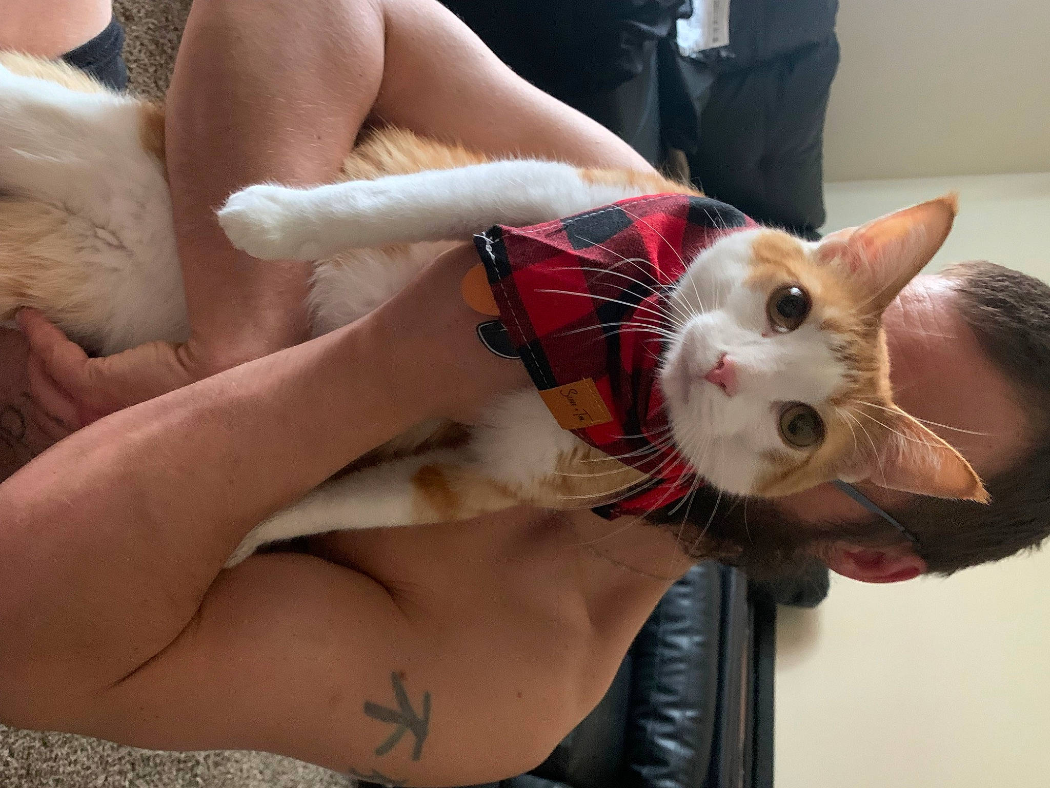 Chief joined the competition — help win amazing prizes! carnivore, cat, chest, elbow, fawn, felidae, finger, hair, human_body, human_leg, joint, leg, nail, neck, shoulder, skin, small_to_medium_sized_cats, thigh, trunk, whiskers