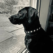 Nova is registered to the contest to win money with this photo: dog, black_dog, pet, collar, indoors, window, screen_door, doormat, side_view, looking_out, animal, fur, domestic_animal, quiet, calm, home, monochrome, shadow, texture, still_life