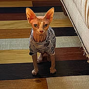 Tuna joined the competition — help win amazing prizes! sphynx_cat, cat, hairless_cat, pet, indoor, flooring, wood_floor, striped_floor, clothing, shirt, furniture, couch, frayed_fabric, alert, looking_at_camera, animal, domestic_animal, cute, small_pet, home
