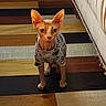 sphynx_cat, cat, hairless_cat, pet, indoor, flooring, wood_floor, striped_floor, clothing, shirt, furniture, couch, frayed_fabric, alert, looking_at_camera, animal, domestic_animal, cute, small_pet, home