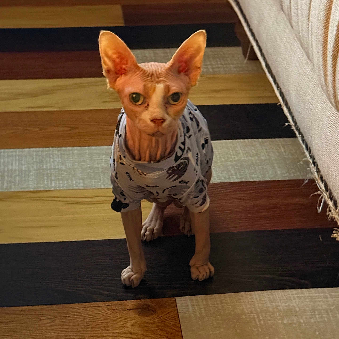 Tuna joined the competition — help win amazing prizes! sphynx_cat, cat, hairless_cat, pet, indoor, flooring, wood_floor, striped_floor, clothing, shirt, furniture, couch, frayed_fabric, alert, looking_at_camera, animal, domestic_animal, cute, small_pet, home