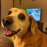 Cooper is registered to the contest to win money with this photo: dog, golden_retriever, pet, animal, portrait, close_up, face, eyes, tongue, smiling, happy, indoors, living_room, television, clock, door, couch, fur, brown, playful