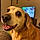 Cooper