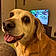 Cooper
