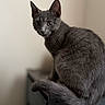 animal, cat, close_up, curious, cute, domestic_animal, ears, eyes, feline, fur, furniture, gray_cat, home, indoor, pet, portrait, sitting, soft_light, tail, whiskers