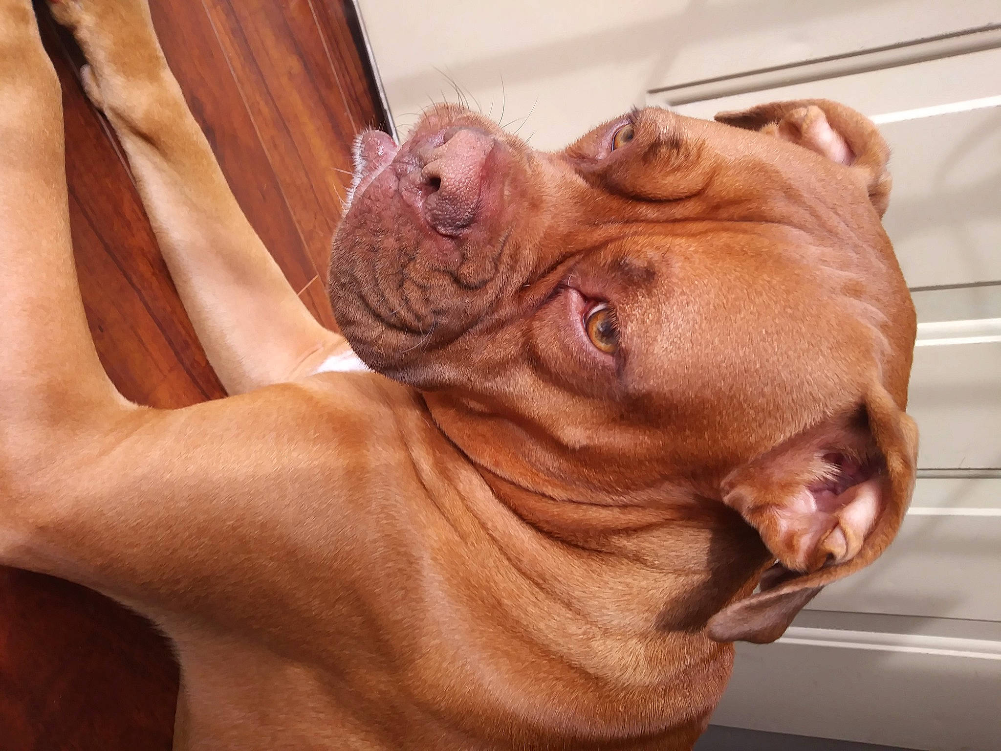 Jade joined the competition — help win amazing prizes! canidae, carnivore, chest, companion_dog, dog, dog_breed, ear, fawn, flesh, gesture, jaw, liver, snout, sporting_group, terrestrial_animal, whiskers, window, wood, working_animal, wrinkle