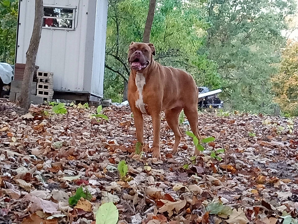 Jade is registered to the contest to win money with this photo: canidae, carnivore, companion_dog, dog, dog_breed, fawn, grass, groundcover, guard_dog, gun_dog, hunting_dog, liver, plant, soil, sporting_group, tail, tree, wood, working_animal, working_dog