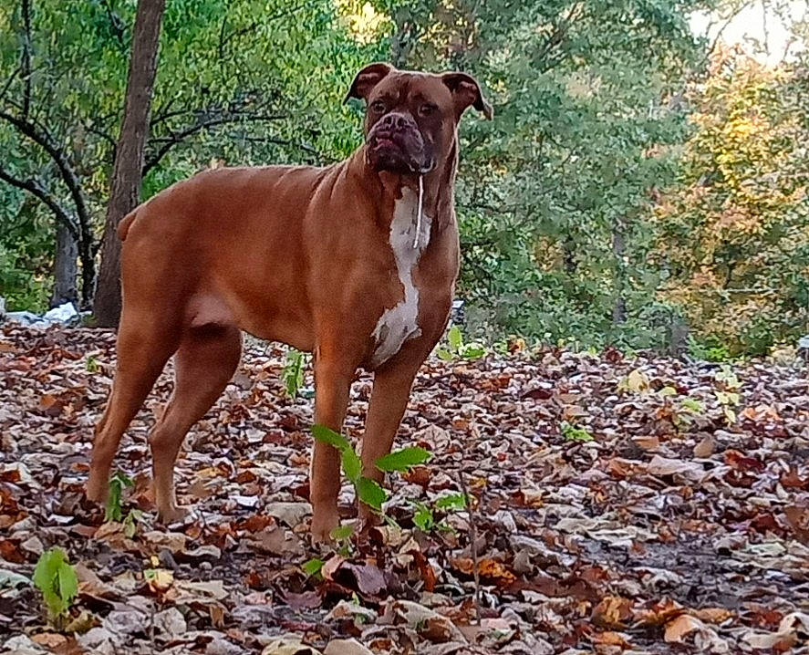 Jade is registered to the contest to win money with this photo: ancient_dog_breeds, canidae, carnivore, companion_dog, dog, dog_breed, dog_collar, fawn, hunting_dog, liver, non_sporting_group, pet_supply, plant, sporting_group, tail, terrestrial_animal, tree, wood, working_animal, working_dog