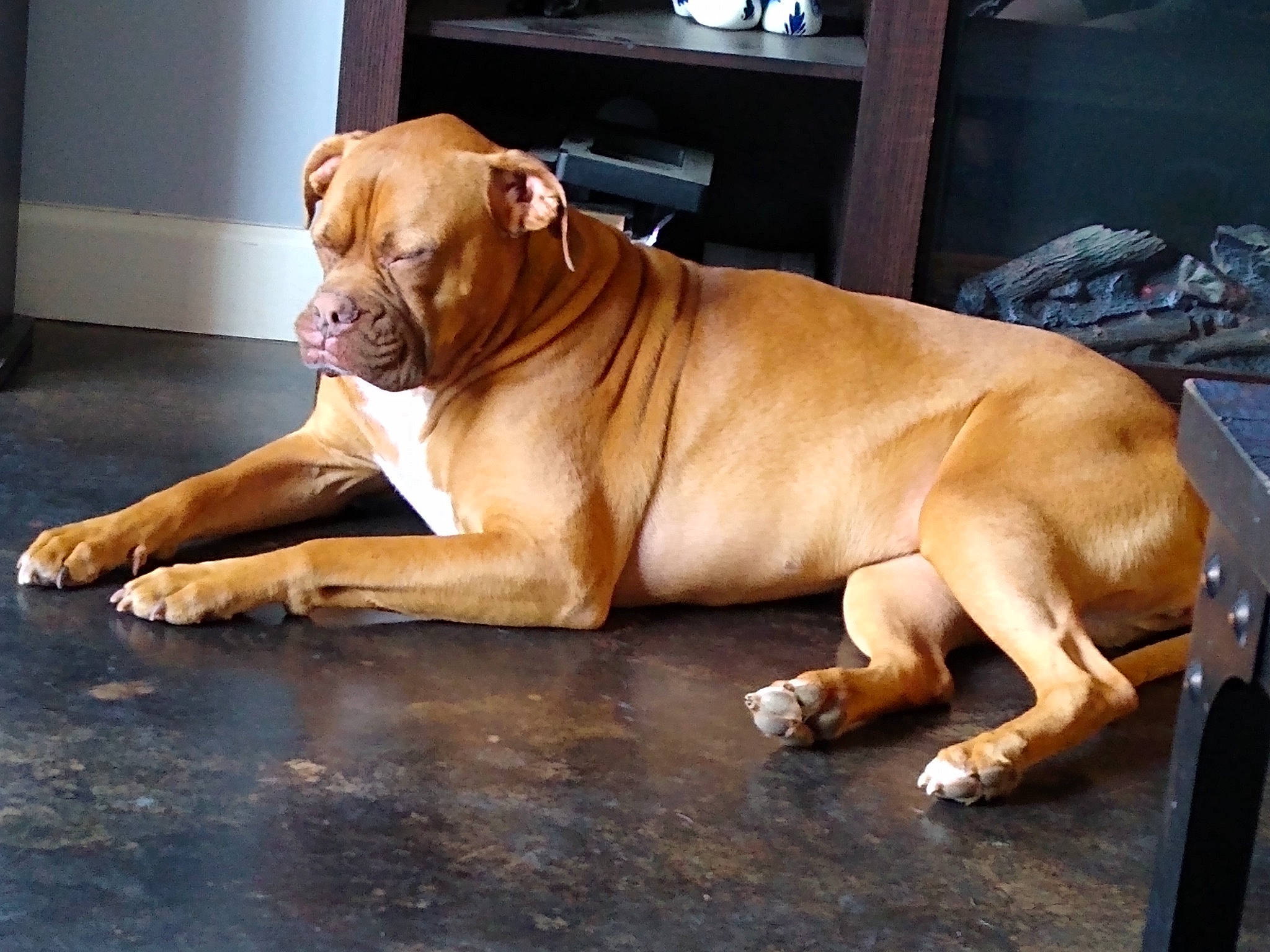 Jade is registered to the contest to win money with this photo: bored, canidae, carnivore, comfort, companion_dog, dog, dog_breed, fawn, hardwood, liver, non_sporting_group, paw, snout, sporting_group, terrestrial_animal, whiskers, window, wood, working_dog, wrinkle