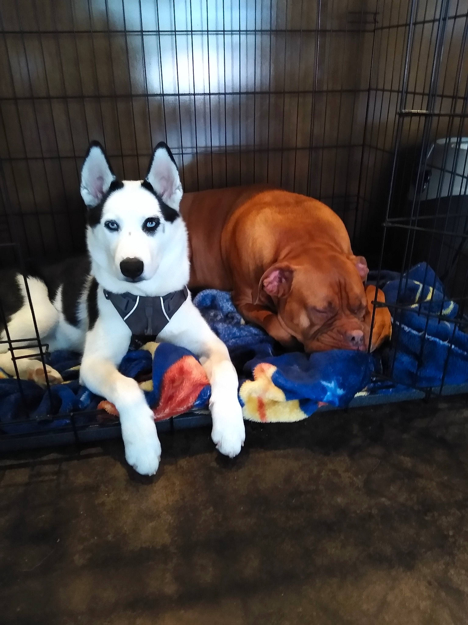 Vyxon joined the competition — help win amazing prizes! canidae, carnivore, comfort, companion_dog, dog, dog_breed, dog_crate, dog_supply, doghouse, fawn, fence, paw, pet_supply, snout, sporting_group, tail, toy, toy_dog, whiskers, working_animal