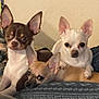 Booboo joined the competition — help win amazing prizes! dog, chihuahua, pet, indoor, couch, resting, cute, animal, three, ears, fur, small_dog, companion, cozy, relaxed, brown, white, tan, friendship, domestic