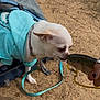 dog, white_dog, chihuahua, hoodie, turquoise_clothing, fish, trout, hand, leash, outdoor, dirt_ground, pet, curious, animal_interaction, small_dog, person, nails, nature, closeup, daytime