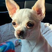 Booboo is registered to the contest to win money with this photo: dog, chihuahua, pet, close_up, white_fur, ears, eyes, blanket, indoor, sunlight, portrait, small_dog, cute, animal, whiskers, nose, fur, cozy, soft, companion
