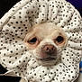 Booboo joined the competition — help win amazing prizes! dog, small_dog, face, animal, pet, white, polka_dot, fabric, cute, funny, expression, portrait, close_up, soft_texture, indoor, muzzle, nostrils, eyes, snout, adorable