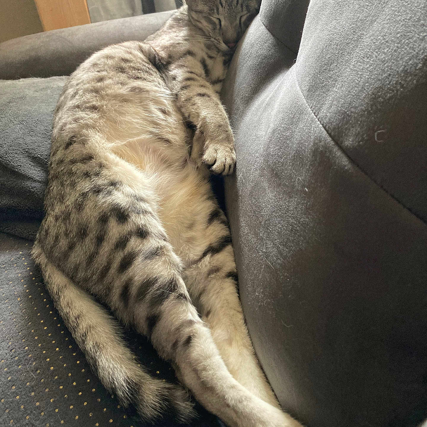 Raven participe au concours pour gagner de l'argent avec cette photo : animal, cat, comfort, couch, cozy, domestic, fur, furniture, gray, indoor, nap, paw, pet, relaxation, resting, sleeping, soft, striped, tail, whiskers