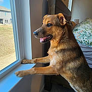 Ava joined the competition — help win amazing prizes! animal, bed, bedroom, brown_fur, canine, carpet, curious, dog, ears_up, floral, front_paws, home, indoor, looking_out, natural_light, pet, pillow, smiling, window, wooden_headboard
