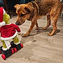 animal, brown_dog, canine, cautious, christmas, curious, decor, dog, floor, furniture, grinch, holiday, home, indoor, pet, playful, plush_toy, roller_skates, toy, wooden_floor