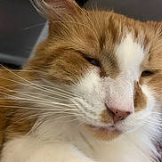 Milo joined the competition — help win amazing prizes! cat, orange_cat, white_fur, whiskers, close_up, sleepy, pet, animal, fur, face, nose, indoor, cute, relaxed, mammal, domestic_cat, feline, closeup, portrait, whisker