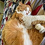 Milo joined the competition — help win amazing prizes! cat, sleeping, fluffy, orange_cat, white_fur, bed, quilt, patterned_bedspread, cozy, nap, relaxed, indoor, pet, feline, fur, cute, animal, resting, whiskers, paw