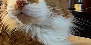 Milo is registered to the contest to win money with this photo: cat, orange_cat, white_cat, fluffy, close_up, indoor, pet, feline, whiskers, ears, nose, paw, quilted_bedspread, lamp, furniture, relaxed, curious, household, domestic, animal