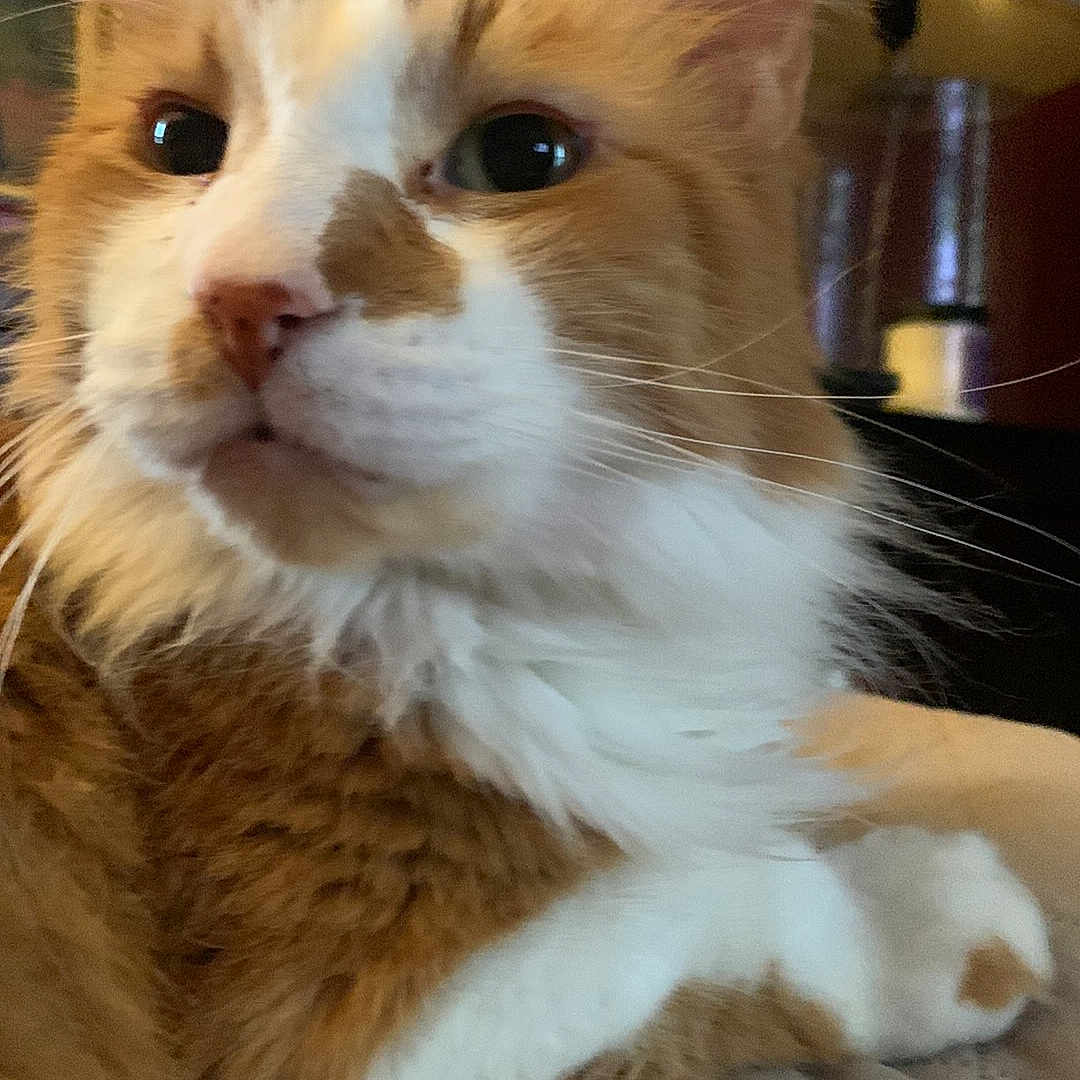 Milo is registered to the contest to win money with this photo: animal, cat, close_up, curious, domestic, ears, feline, fluffy, furniture, household, indoor, lamp, nose, orange_cat, paw, pet, quilted_bedspread, relaxed, whiskers, white_cat