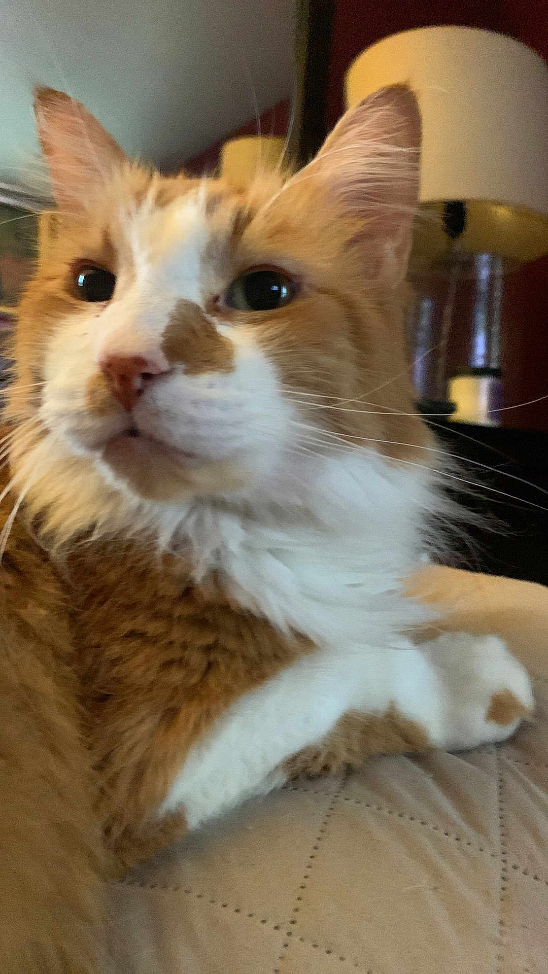 Milo