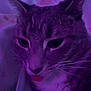 Charlotte joined the competition — help win amazing prizes! cat, close_up, purple_light, tongue_out, pet, animal, whiskers, cute, feline, indoor, soft_light, portrait, blurred_background, tabby, ears, fur, face, sleepy, domestic_cat, muzzle