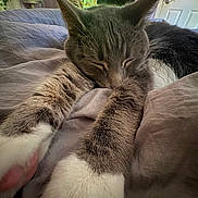 Charlotte joined the competition — help win amazing prizes! bed, blanket, cat, closeup, cozy, domestic_animal, feline, fur, furry, indoor, living_room, paws, pet, pink_paw_pads, relaxed, resting, sleeping, soft_light, stretching, whiskers