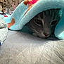Charlotte joined the competition — help win amazing prizes! cat, blanket, indoor, cozy, soft, curious, pet, feline, animal, closeup, resting, comfort, cute, warm, bed, fabric, domestic, fur, eyes, snuggled