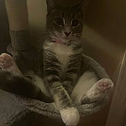 Charlotte is registered to the contest to win money with this photo: cat, pet, animal, feline, paws, hammock, relaxing, indoor, cozy, fur, tabby, white_paws, collar, quiet, resting, cute, soft, sleepy, whiskers, domestic