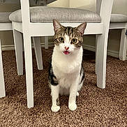 Loaf is registered to the contest to win money with this photo: carpet, cat, chair, curious, cute, domestic_cat, floor, fur, green_eyes, home, indoor, looking_at_camera, paws, pet, sitting, tabby, tongue_out, upholstery, whiskers, white_furniture
