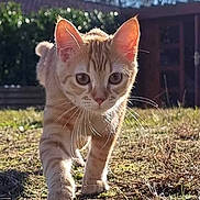 Daisy a rejoint le concours — aidez-le/la à gagner de superbes lots ! animal, background, cat, closeup, curious, daylight, ears, feline, garden, grass, mammal, nature, orange_tabby, outdoor, pet, shallow_depth_of_field, sunny, walking, whiskers, young_cat