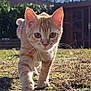 animal, background, cat, closeup, curious, daylight, ears, feline, garden, grass, mammal, nature, orange_tabby, outdoor, pet, shallow_depth_of_field, sunny, walking, whiskers, young_cat