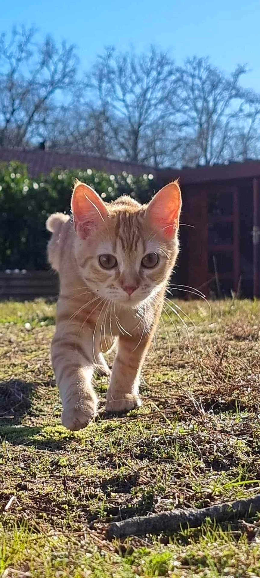 Daisy a rejoint le concours — aidez-le/la à gagner de superbes lots ! animal, background, cat, closeup, curious, daylight, ears, feline, garden, grass, mammal, nature, orange_tabby, outdoor, pet, shallow_depth_of_field, sunny, walking, whiskers, young_cat