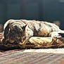cat, sleeping, cushion, sunlight, indoor, pet, relaxing, feline, cozy, fur, resting, tabby, home, warm, quiet, comfort, animal, soft_light, floor, peaceful