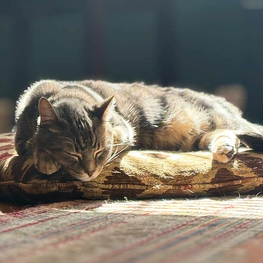 Milo is registered to the contest to win money with this photo: animal, cat, comfort, cozy, cushion, feline, floor, fur, home, indoor, peaceful, pet, quiet, relaxing, resting, sleeping, soft_light, sunlight, tabby, warm