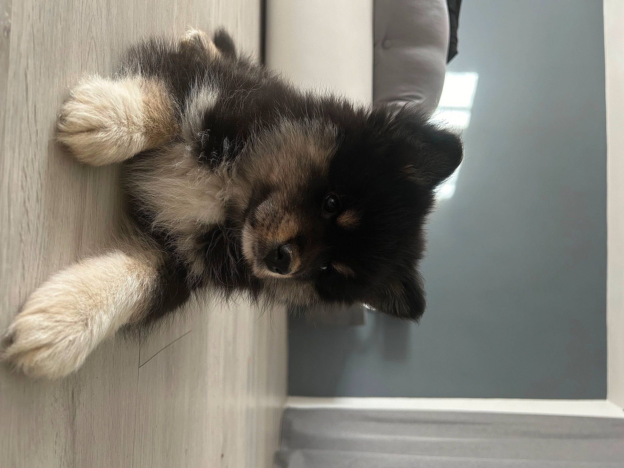 Olga participe au concours pour gagner de l'argent avec cette photo : canidae, carnivore, claw, companion_dog, dog, dog_breed, fur, paw, picture_frame, puppy, snout, sporting_group, tail, terrestrial_animal, whiskers, wildlife