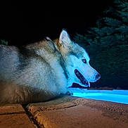 Hiona participe au concours pour gagner de l'argent avec cette photo : animal, blue_light, calm, canine, dog, fur, husky, mammal, nature, night, outdoor, pet, pool, portrait, quiet, relaxing, side_view, tongue_out, trees, water