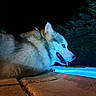 animal, blue_light, calm, canine, dog, fur, husky, mammal, nature, night, outdoor, pet, pool, portrait, quiet, relaxing, side_view, tongue_out, trees, water
