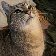 Baby Kitty joined the competition — help win amazing prizes! cat, tabby, whiskers, indoor, pet, animal, fur, curious, eyes, face, looking_up, cozy, blanket, pillow, domestic, mammal, cute, feline, closeup, companion
