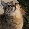 cat, tabby, whiskers, indoor, pet, animal, fur, curious, eyes, face, looking_up, cozy, blanket, pillow, domestic, mammal, cute, feline, closeup, companion