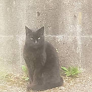 Michoko a rejoint le concours — aidez-le/la à gagner de superbes lots ! alone, animal, black_cat, cat, concrete_wall, feline, fur, gray, ground, leaf, mysterious, nature, outdoor, plant, quiet, sitting, still_life, texture, weed, wildlife