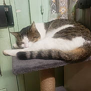 Kikinou participe au concours pour gagner de l'argent avec cette photo : animal, cat, cat_perch, cozy, curled_up, curtain, domestic, door, feline, fur, indoor, paw, pet, quiet, relaxation, resting, sleeping, tabby, tail, white