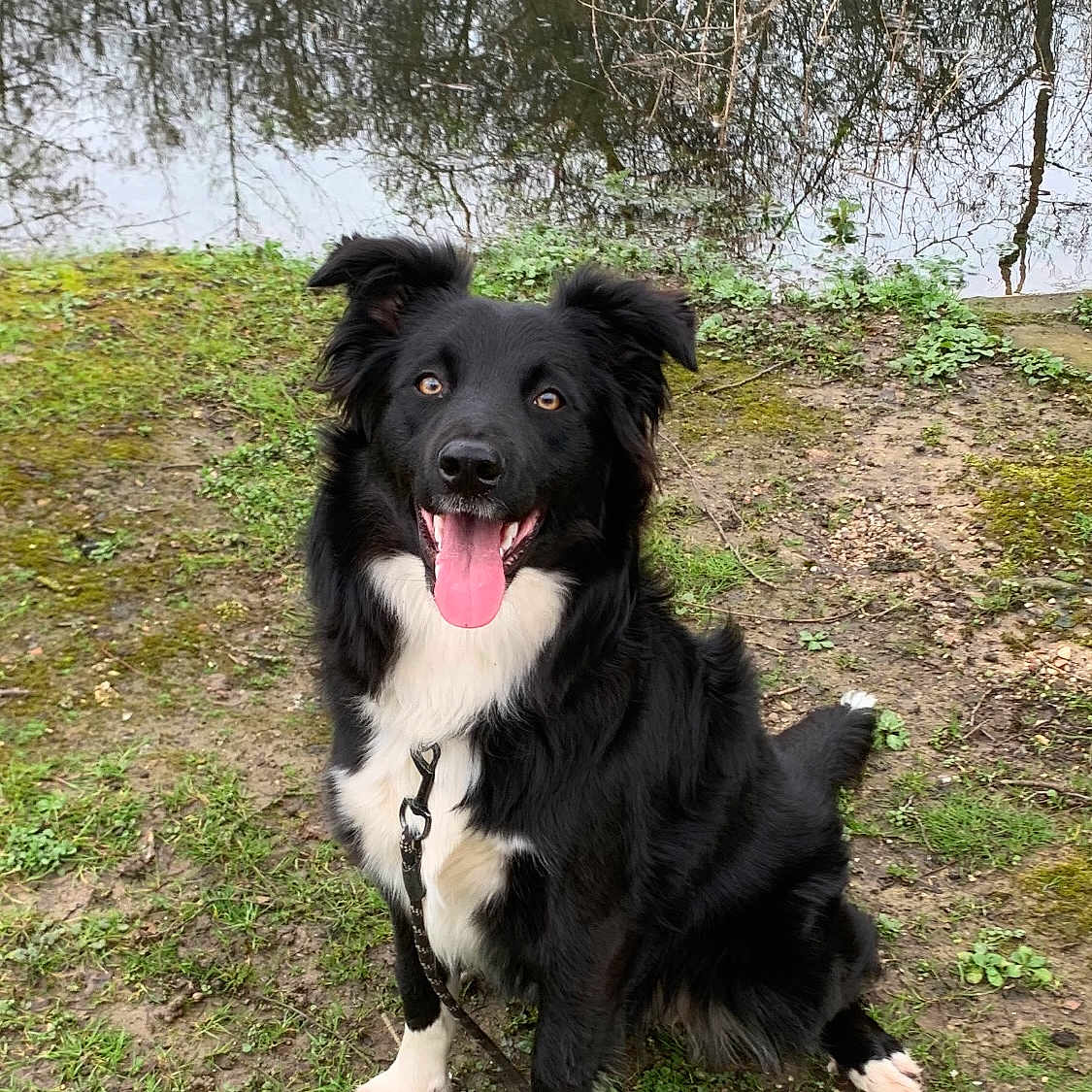 Uska participe au concours pour gagner de l'argent avec cette photo : animal, ball, canine, dog, grass, grove, herbal, herbs, land, nature, outdoors, park, pet, plant, puppy, rock, soil, tree, vegetation, woodland