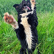 Uska participe au concours pour gagner de l'argent avec cette photo : animal, bird, bodypart, canine, countryside, dog, field, grass, grassland, green, herbal, herbs, meadow, nature, outdoors, pet, plant, puppy, rural, vegetation