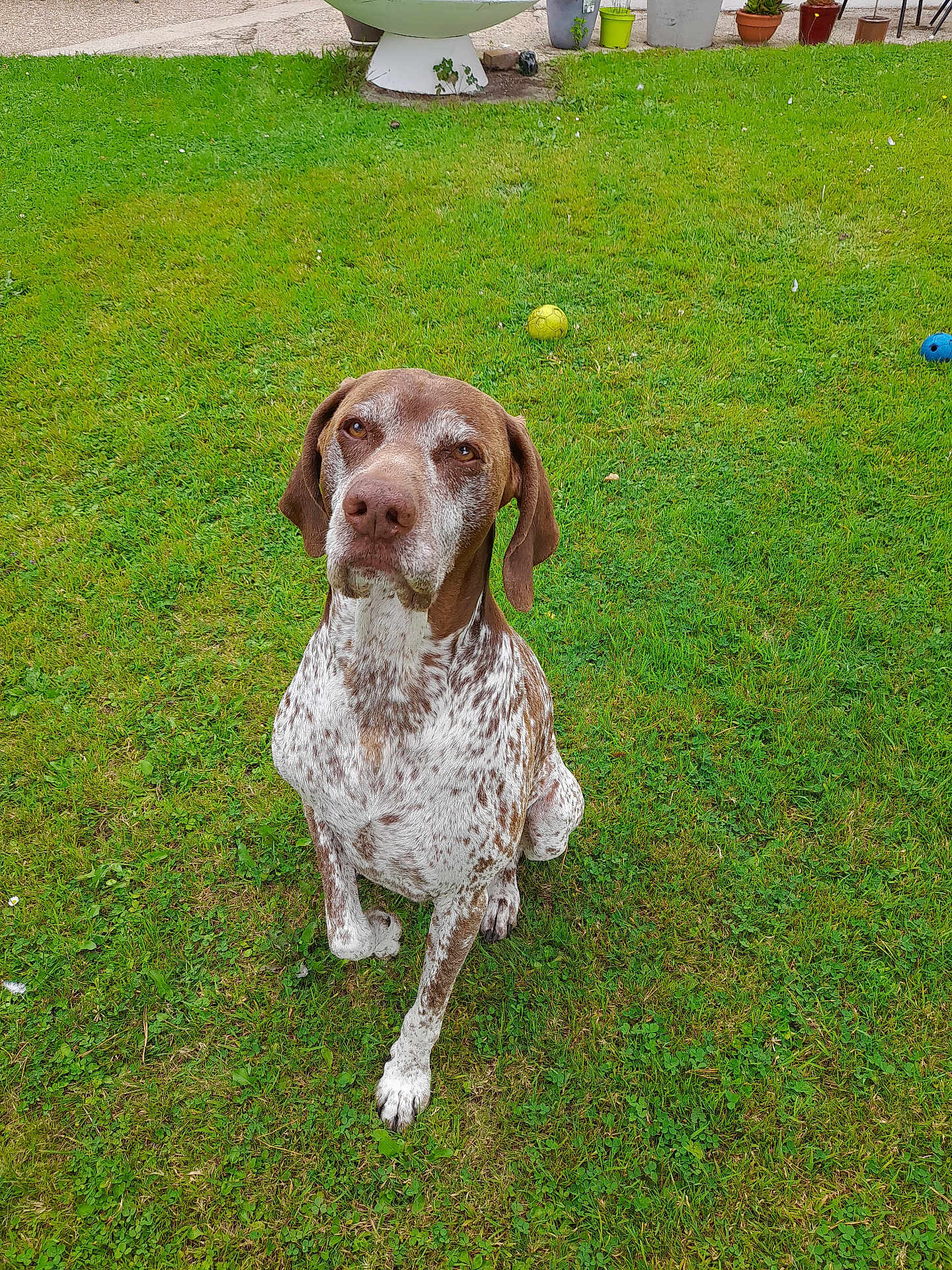 Newton a rejoint le concours — aidez-le/la à gagner de superbes lots ! dog, outdoor, grass, greenery, pet, animal, garden, sitting, brown, white, speckled, ball, potted_plant, curious, canine, ears, fur, nature, daylight, looking_up