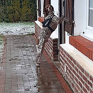 Newton a rejoint le concours — aidez-le/la à gagner de superbes lots ! dog, harness, brick_wall, wooden_shutter, wet_ground, puddle, snow, grass, plants, outdoor, sidewalk, window, house, pet, canine, standing, curious, daylight, winter, nature